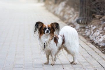 Papillon dog outdoor portrait