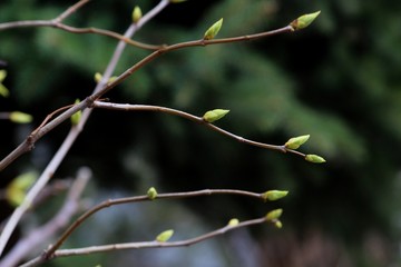 the first spring gentle leaves, buds and branches