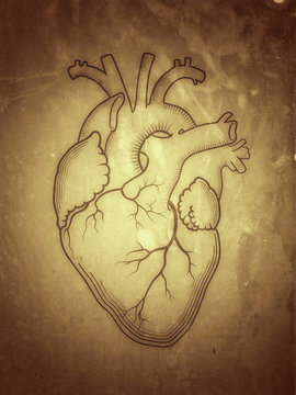 Heart. The internal human organ, Anatomical structure. Engraved print, outline detailed drawing. (Alternate grunge vintage remake).