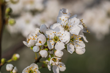 The first young flowers of yellow plums