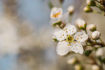 The first young flowers of yellow plums