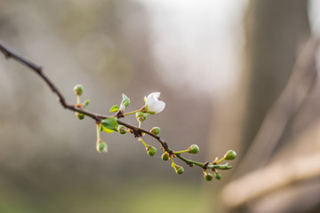 The first young flowers of yellow plums