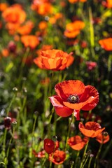 Poppies flower field spring time 