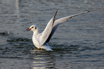 Black headed gull in winter plumage landing on water