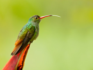 Rufous-tailed hummingbird (Amazilia tzacatl) is a medium-sized hummingbird that breeds from east-central Mexico, through Central America and Colombia, east to western Venezuela