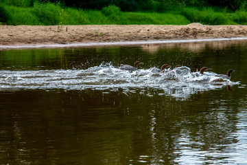 Ducks swimming in the river in Latvia.