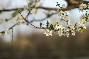 The first young flowers of yellow plums