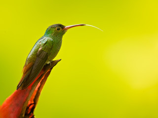 Rufous-tailed hummingbird (Amazilia tzacatl) is a medium-sized hummingbird that breeds from east-central Mexico, through Central America and Colombia, east to western Venezuela