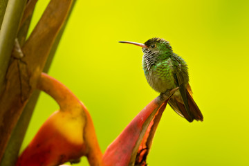 Rufous-tailed hummingbird (Amazilia tzacatl) is a medium-sized hummingbird that breeds from east-central Mexico, through Central America and Colombia, east to western Venezuela