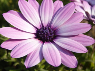 Purple Flower