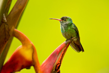Rufous-tailed hummingbird (Amazilia tzacatl) is a medium-sized hummingbird that breeds from east-central Mexico, through Central America and Colombia, east to western Venezuela