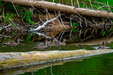 Ducks swimming in the river in Latvia
