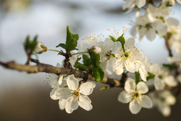 The first young flowers of yellow plums