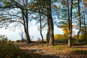 Fototapeta premium The Gulf of Finland coastline in autumn