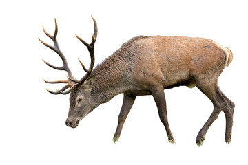 Isolated grazing red deer, cervus elaphus, stag with antlers. Mammal separated on white background with head bowed down.