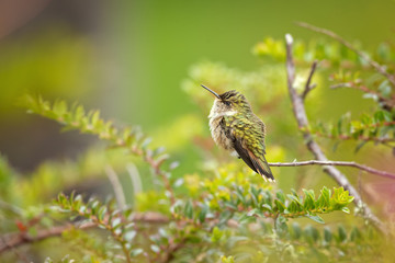 Volcano hummingbird (Selasphorus flammula) is a very small hummingbird, native to the Talamancan montane forests of Costa Rica and western Panama. 