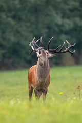 Roaring dominant red deer, cervus elaphus, stag with huge dark antlers in mating season on a meadow with blurred green forest in background. Massive wild male animal in wilderness.