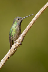Volcano hummingbird (Selasphorus flammula) is a very small hummingbird, native to the Talamancan montane forests of Costa Rica and western Panama. 