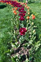 Several colorful and fragrant tulips seen from above