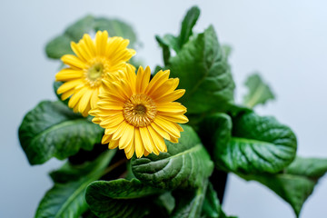 Beautiful yellow daisy gerbera flowers on white background
