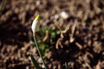 Close up of flower bud on sunny spring day.