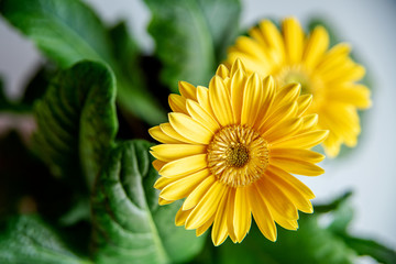Beautiful yellow daisy gerbera flowers on white background Spring and summer mood