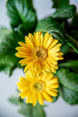 Beautiful yellow daisy gerbera flowers on white background