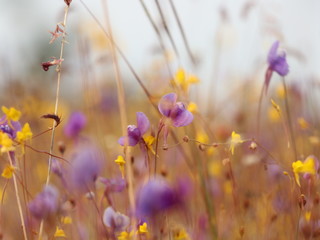 yellow purple flowers