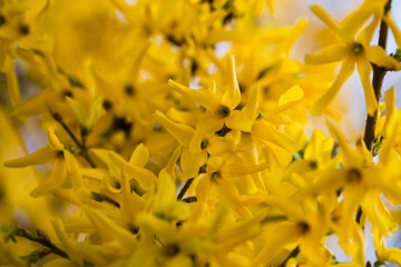Close up of forsythia tree on sunny spring day.