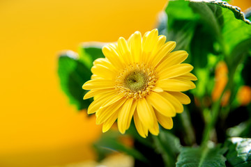 Beautiful yellow daisy gerbera flowers on yellow background Spring and summer mood