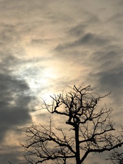 Obraz premium silhouette of three