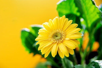Beautiful yellow daisy gerbera flowers on yellow background