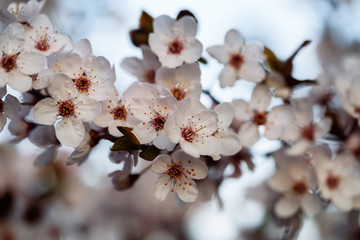 Close up of plum blossom. White spring flowers on blue sky.