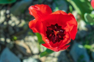 Several colorful and fragrant tulips seen from above