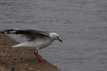 seagull on the beach