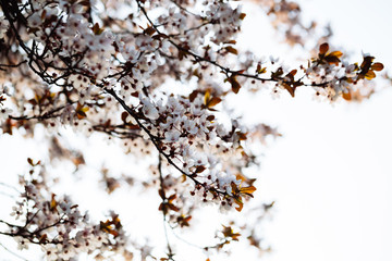 Close up of plum blossom. White spring flowers on blue sky.