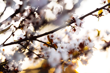 Close up of plum blossom. White spring flowers on blue sky.