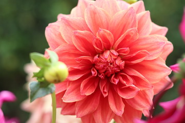 red flower in garden