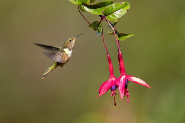 Scintillant hummingbird (Selasphorus scintilla) is the smallest hummingbird within its range