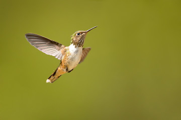 Scintillant hummingbird (Selasphorus scintilla) is the smallest hummingbird within its range