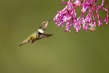 Scintillant hummingbird (Selasphorus scintilla) is the smallest hummingbird within its range