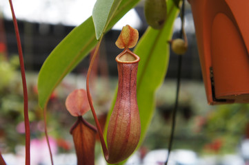 Nepenthes also known as tropical pitcher plants, is a genus of carnivorous plants. Planted in small plastic pots and hang for sale in the plant nursery.  