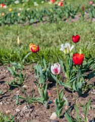 Several colorful and fragrant tulips seen from above and with many insects that go around in the biological field of Turri in the center of Sardinia.