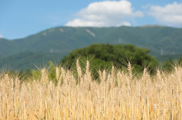 松本市中山の小麦畑