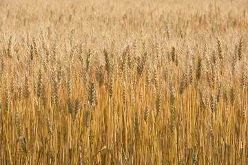 麦秋の小麦畑