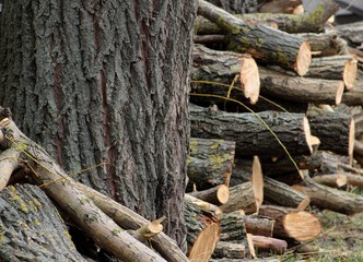 deforestation, log deck, pile of wood