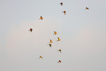 Colorful parrots flying in the sky. 