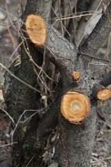 Fototapeta premium deforestation, log deck, pile of wood