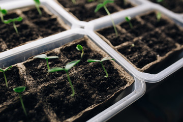 seedlings in peat pots.Baby plants seeding, black hole trays for agricultural seedlings.The spring...