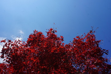 Red leaves